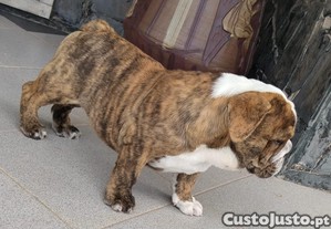 imagem_2