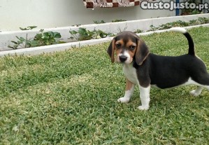 imagem_7