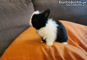 imagem_1