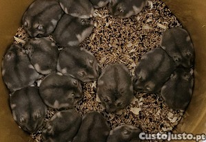 imagem_3