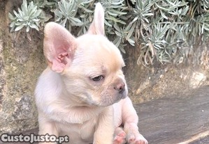Bulldog francês platinium