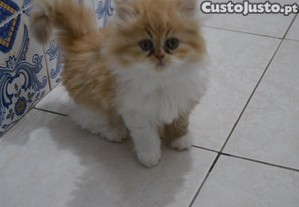 imagem_1