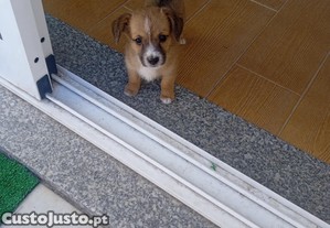 Cachorrinha porte pequeno X Teckel
