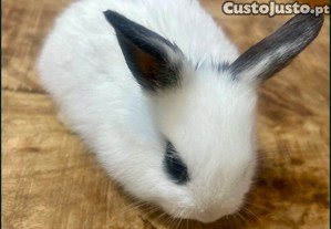 imagem_2