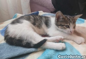Gatinho para adoo