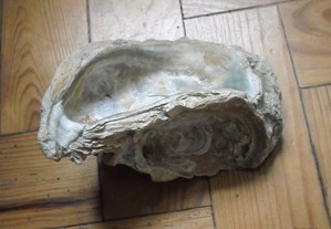 Fossil de ostra
