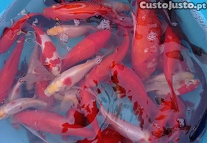 Kinguios cometas sarasas e shubunkins