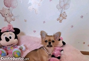 imagem_2