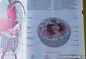 imagem_6