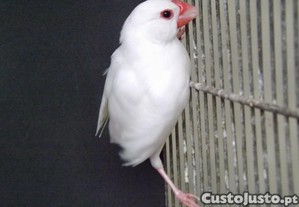 imagem_1