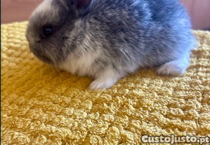 imagem_2