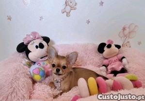 imagem_3