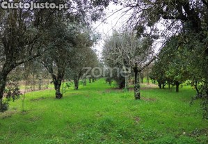 Moradia T3 Viseu