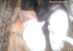 imagem_1