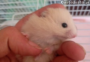 imagem_4