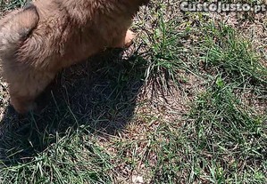 Chow chow