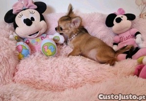 imagem_6
