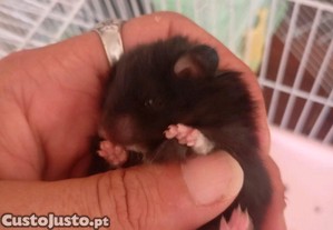 imagem_5