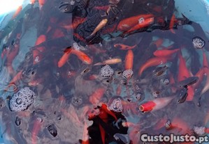 Kinguios cometas e sarasas