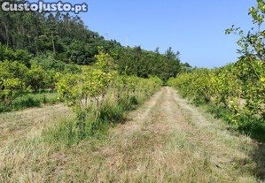 Terreno com Limoeiros | Próximo da Aldeia | Chanca - Mafra