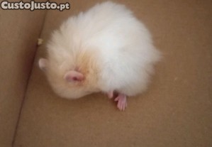 imagem_6
