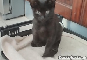 Gatinho