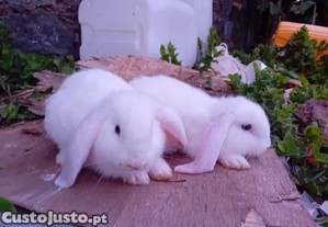 Casal coelhos carneiros