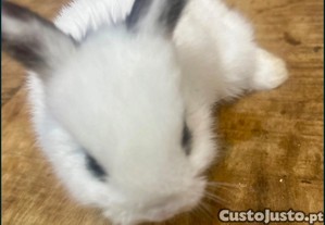 imagem_5