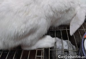 Coelhos...