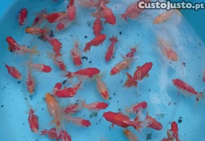 Kinguios orandas goldfish criao prpria