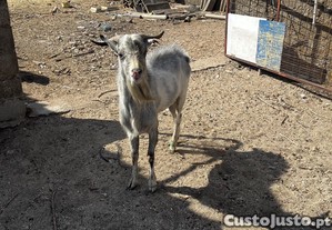 Bode de 2 anos por troca de sangue muito meigo