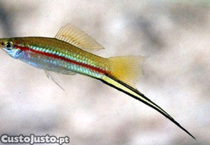 Peixe espada