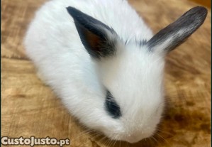 imagem_7