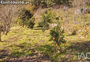 imagem_6