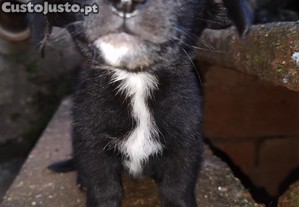 imagem_3