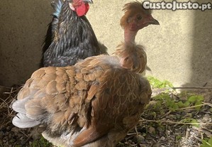 Galo e duas cocs