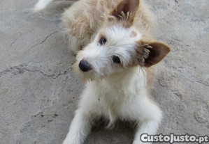 imagem_2