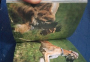 imagem_3