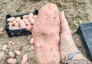 Batata nova iona