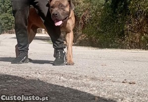Boerboel macho 9 meses