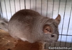Chinchila Beje