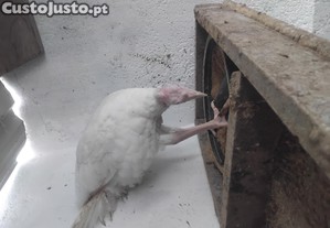 Peru macho