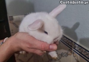 imagem_3