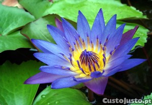 imagem_2