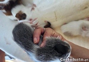 imagem_4