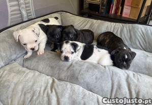 Bulldog francs