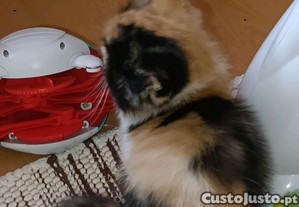 imagem_3