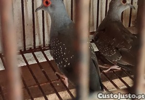 imagem_3