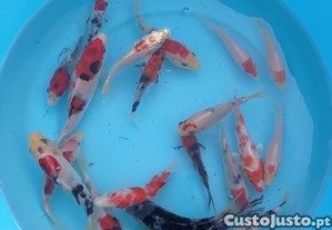 Carpas koi classe A