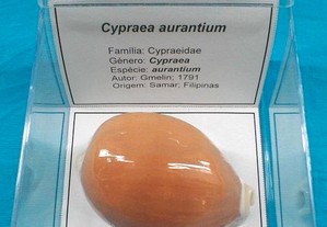 Búzio-Cypraea aurantium 11x11cm